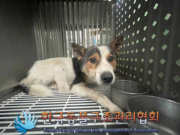 한국동물구조관리협회_441404202400386