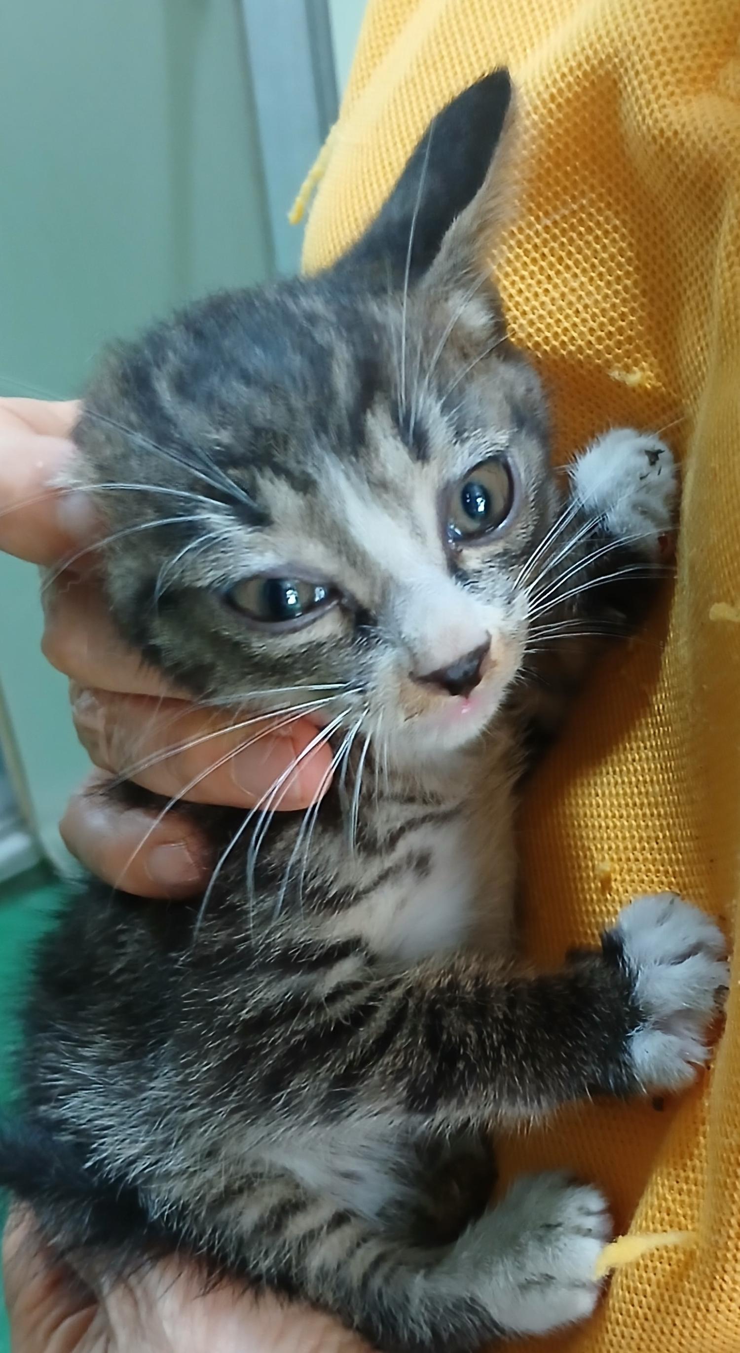 보호중 한국 고양이…