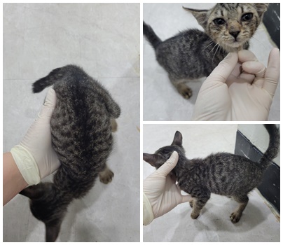 논산시 동물보호센터_444454202400632