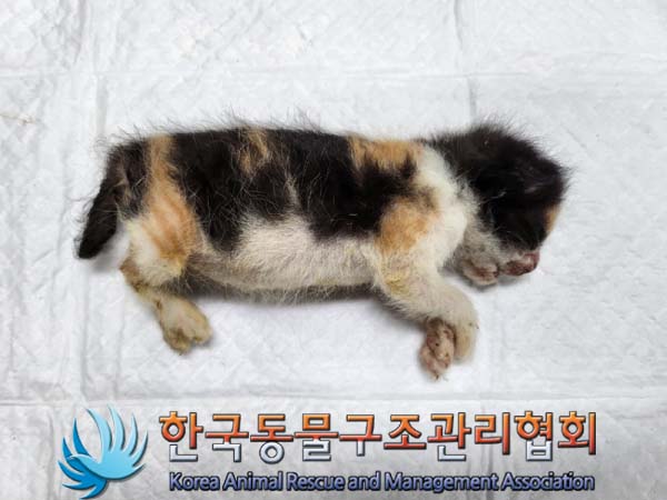 한국동물구조관리협회_411303202400323