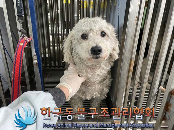 종료(입양) 믹스견…