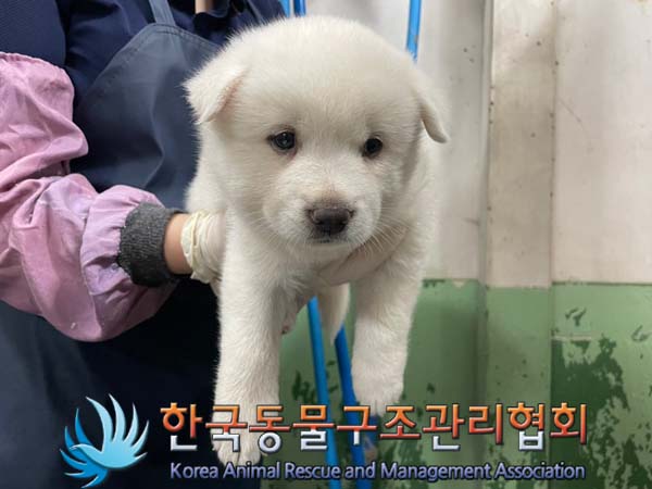 보호중 믹스견의 가…