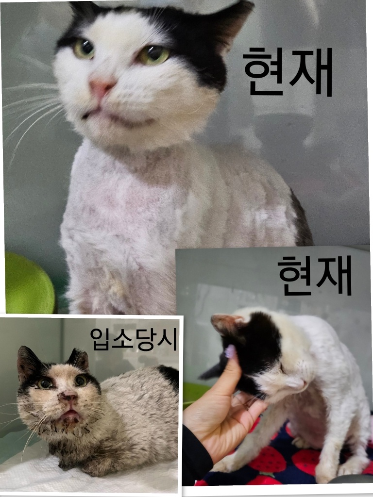 24시아이동물메디컬_441386202400987