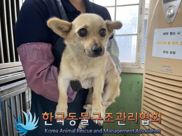 종료(반환) 믹스견…
