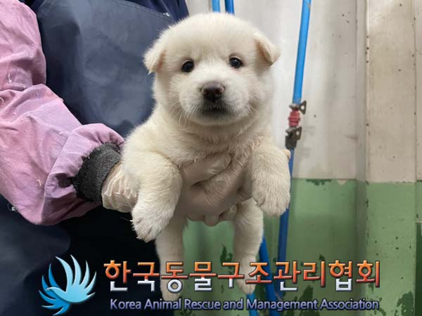 종료(안락사) 믹스…
