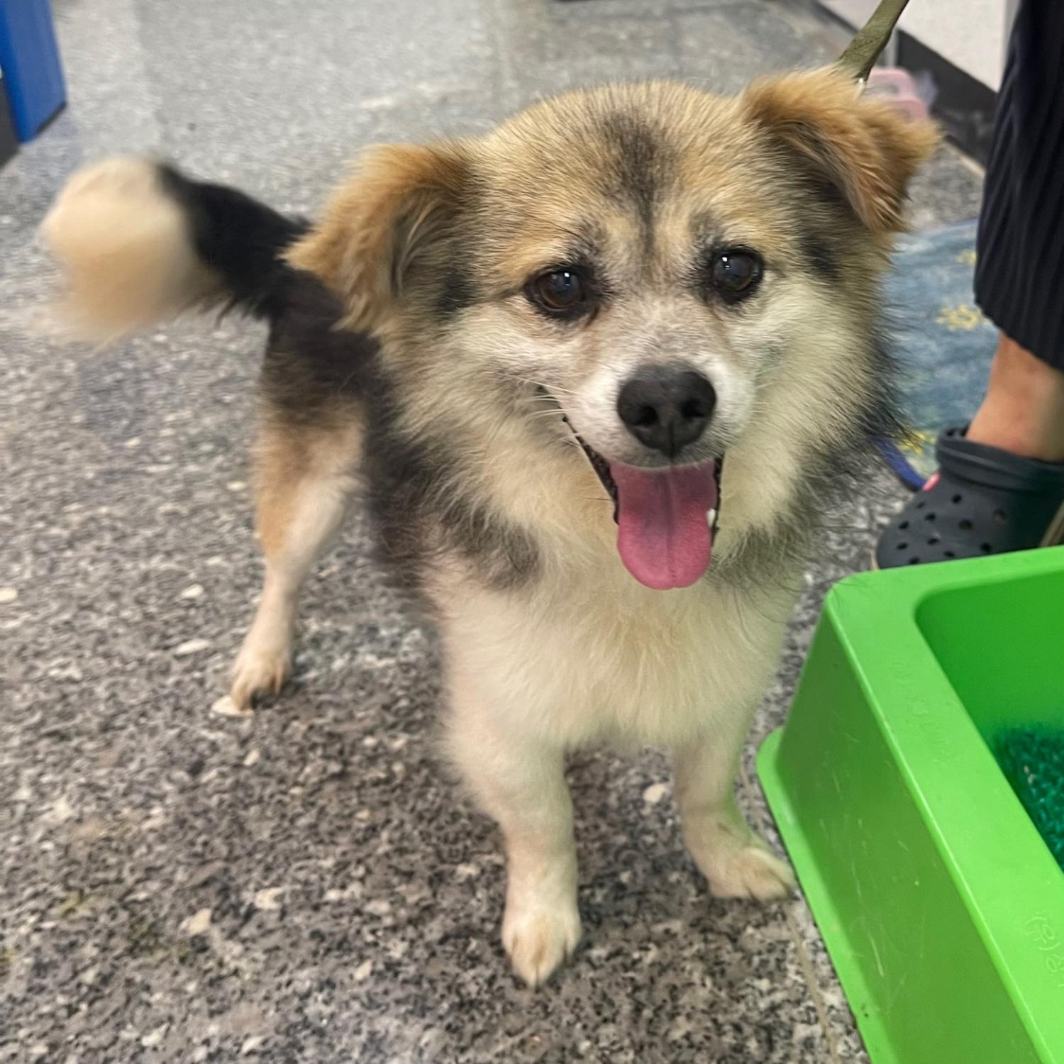 강릉시 동물사랑센터_442420202400412