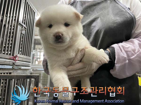 종료(안락사) 믹스…