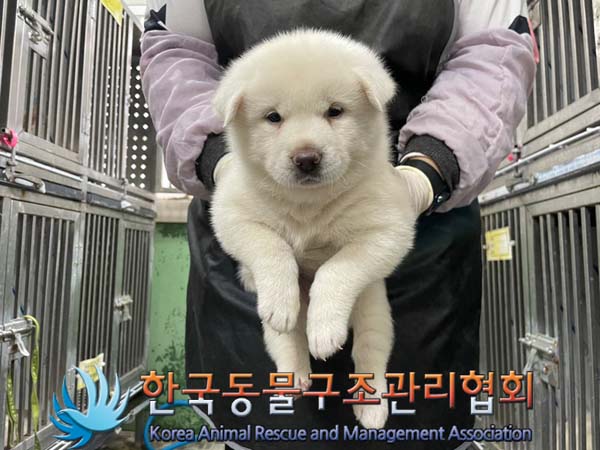종료(안락사) 믹스…