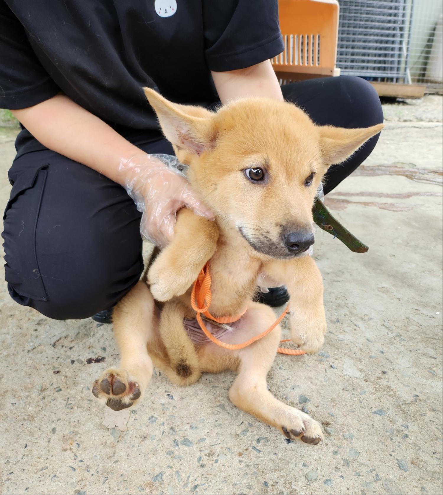 울산유기동물보호센터_431372202400368