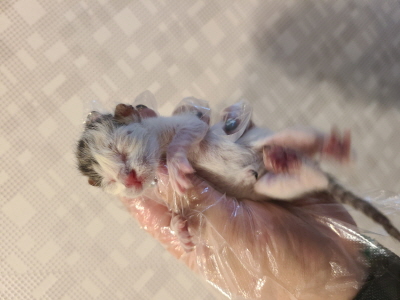 동부유기동물보호협회_426333202400538