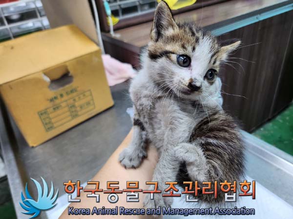 한국동물구조관리협회_441560202400794
