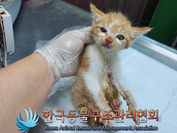 한국동물구조관리협회_441560202400791