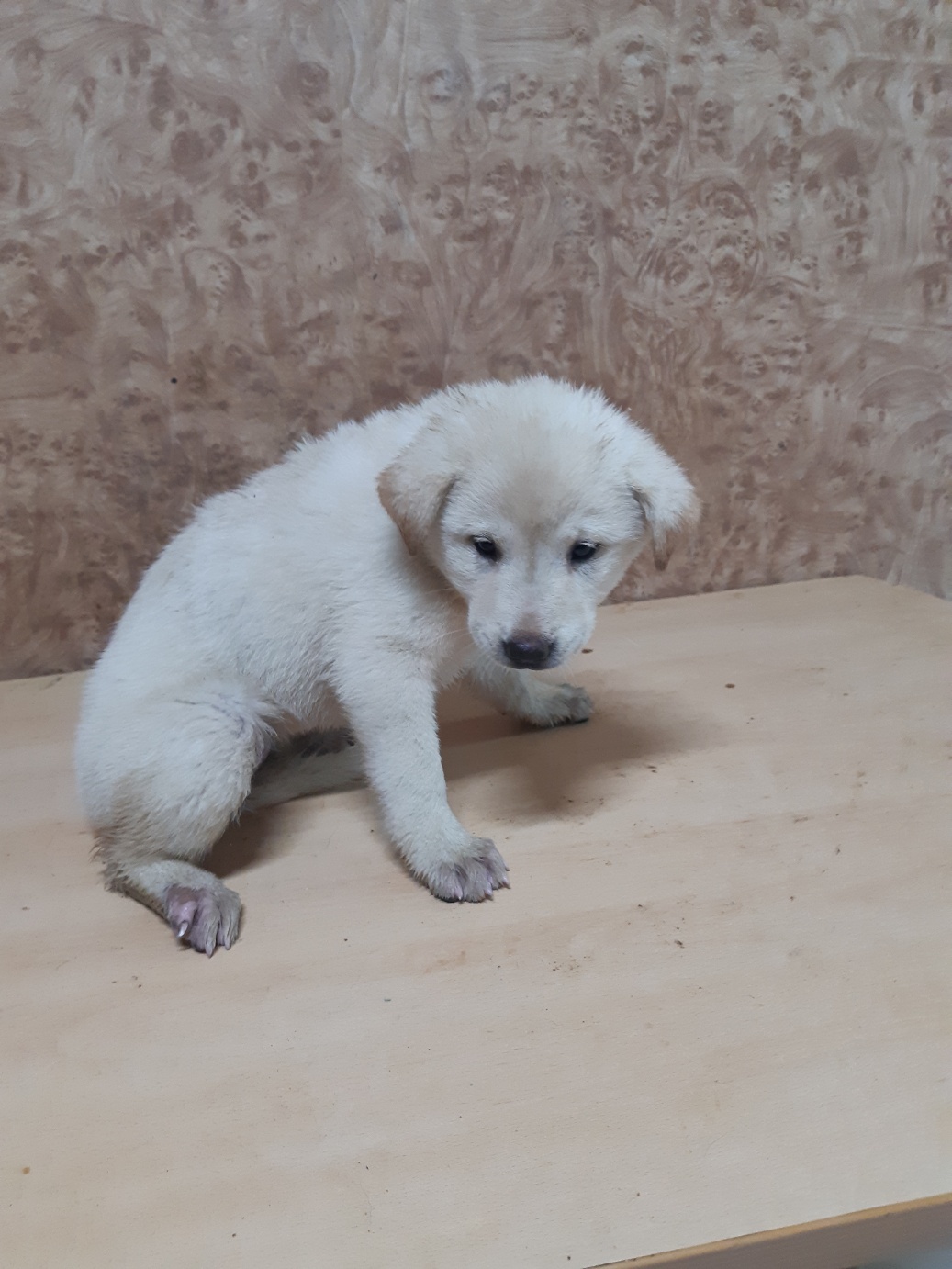 순천시유기동물보호소_446482202400625