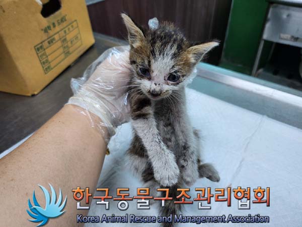 한국동물구조관리협회_441560202400792
