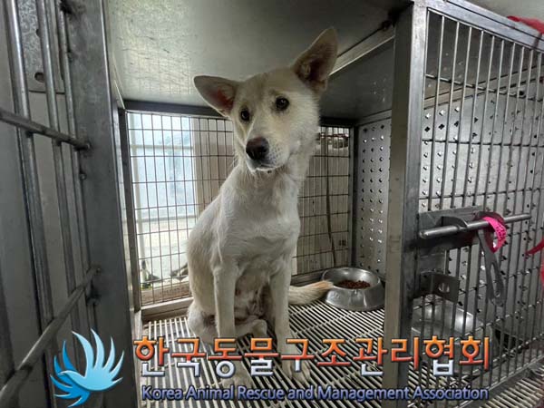 종료(안락사) 믹스…