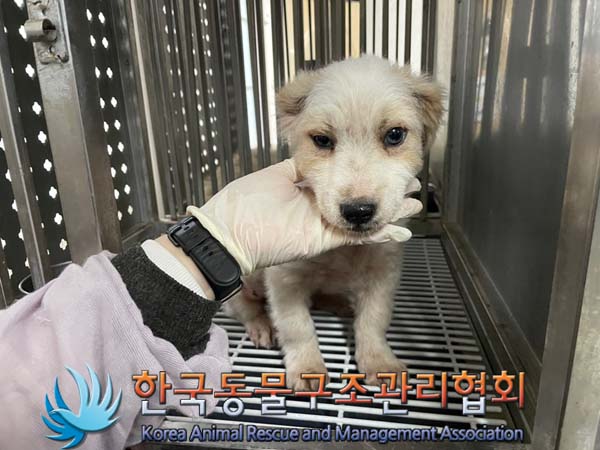 종료(안락사) 믹스…