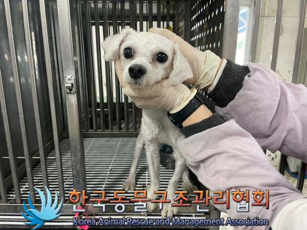 보호중 말티즈의 가…
