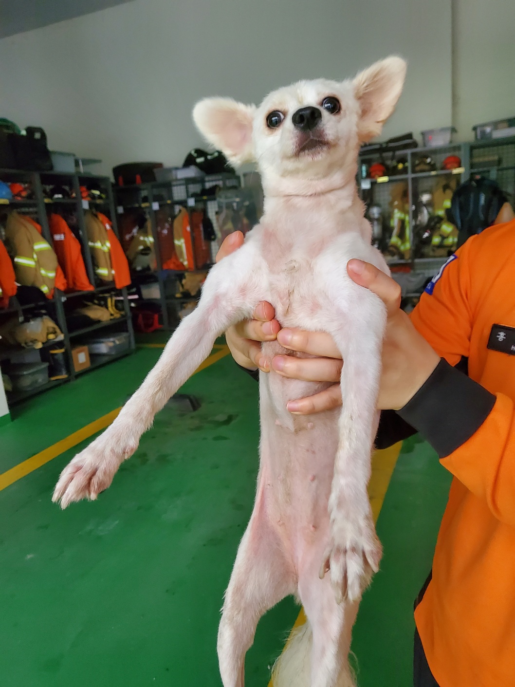 평택시유기동물보호소_441391202401881