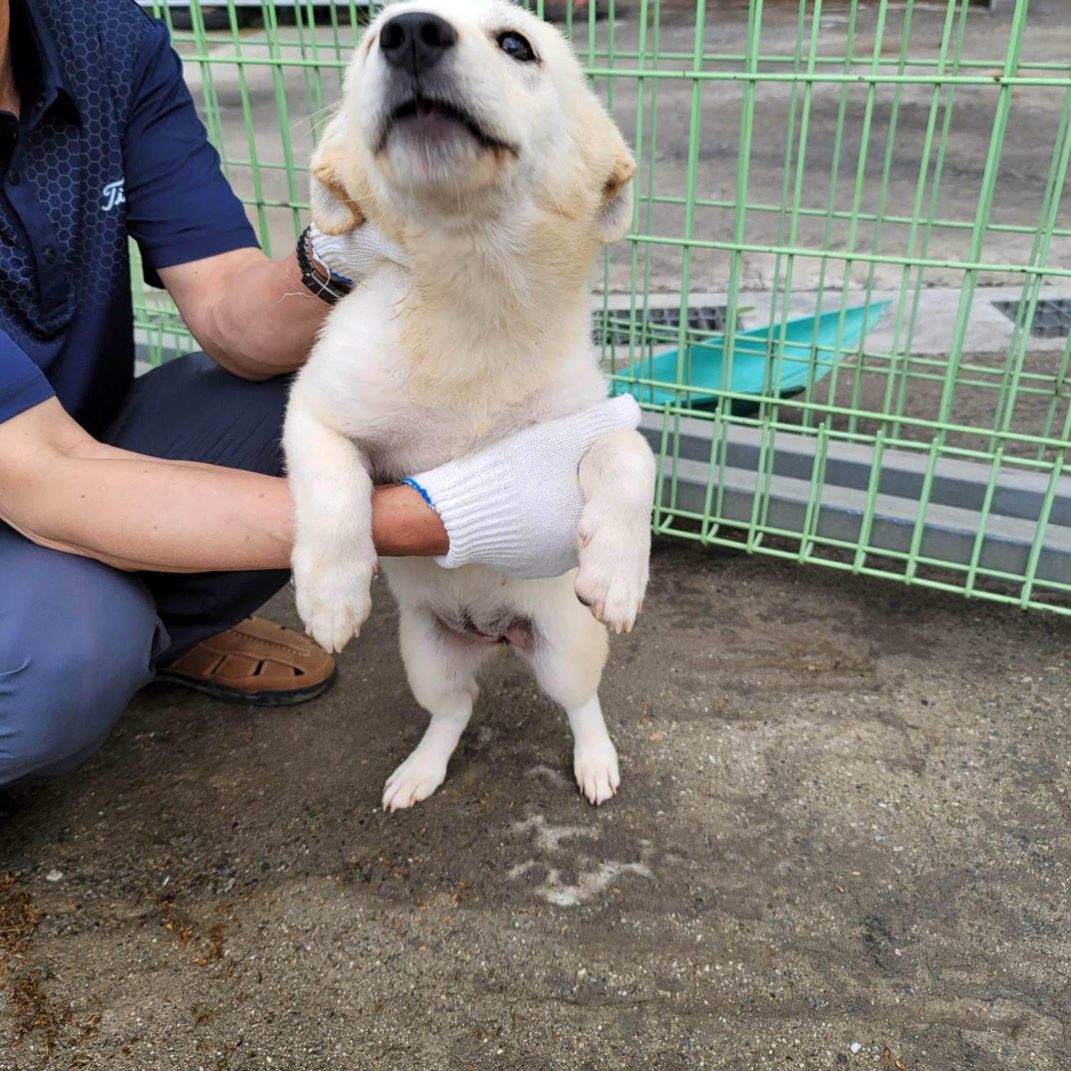 평택시유기동물보호소_441391202401882