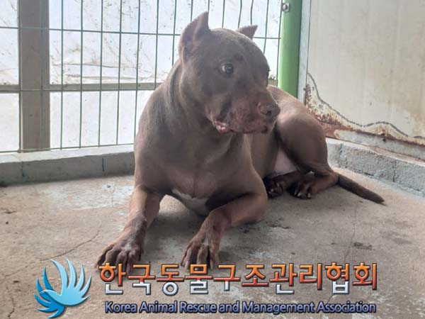 종료(반환) 핏불테…