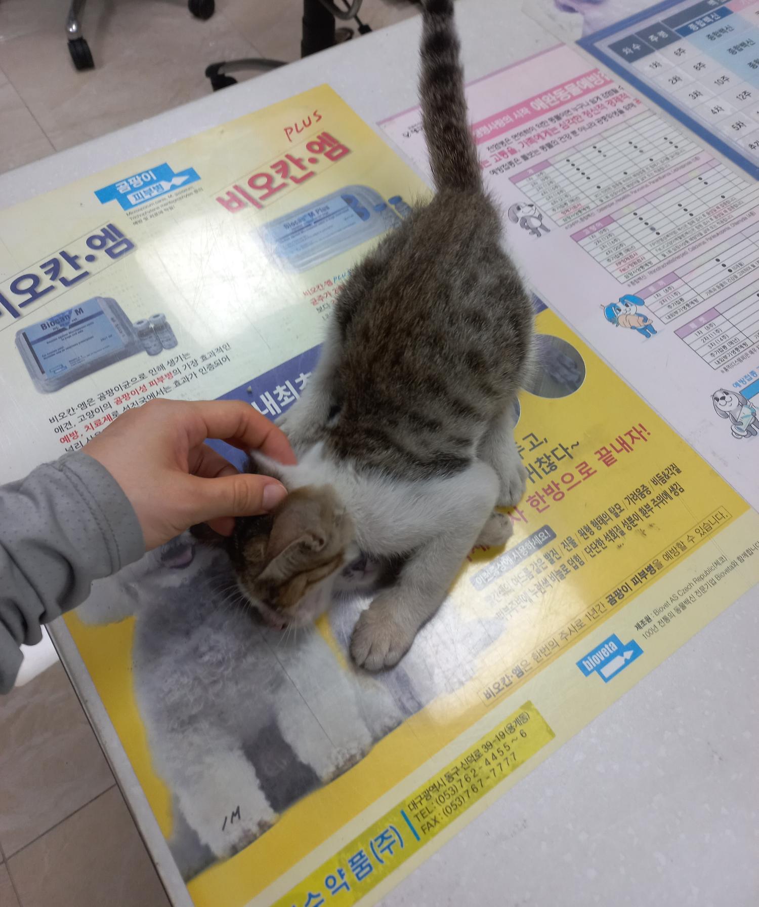 보호중 한국 고양이…