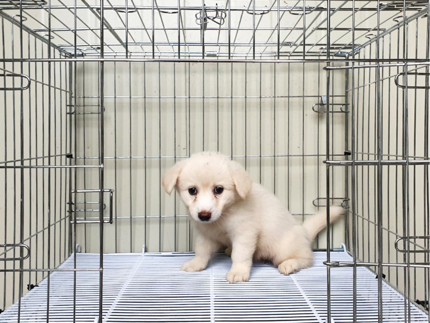 종료(자연사) 믹스…