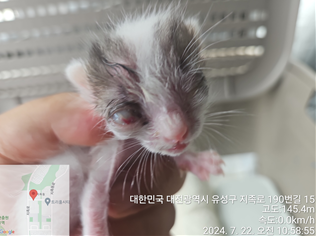 대전동물보호센터_430367202400521