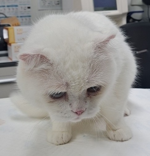수원시 동물보호센터_441374202400914