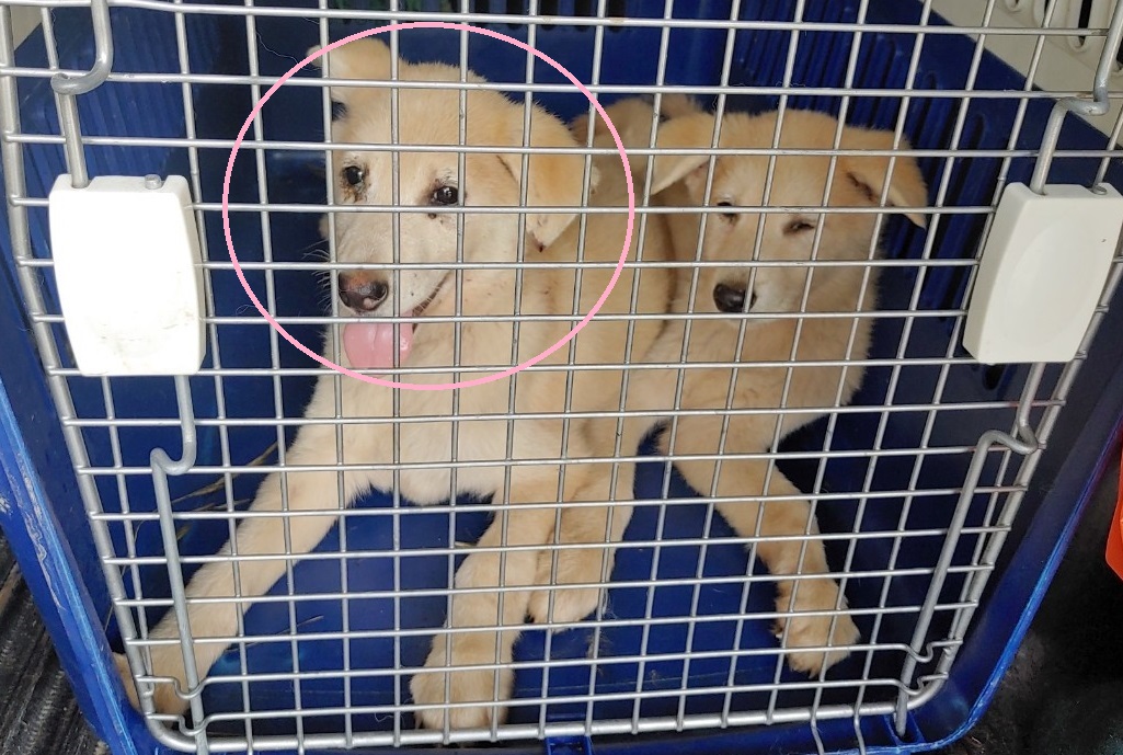 마산유기동물보호소_448528202401025
