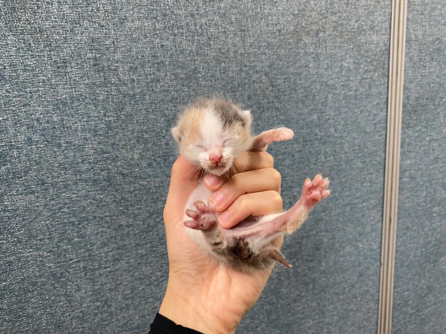 종료(자연사) 한국…