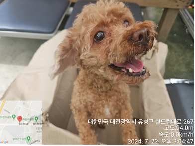 종료(반환) 푸들의…