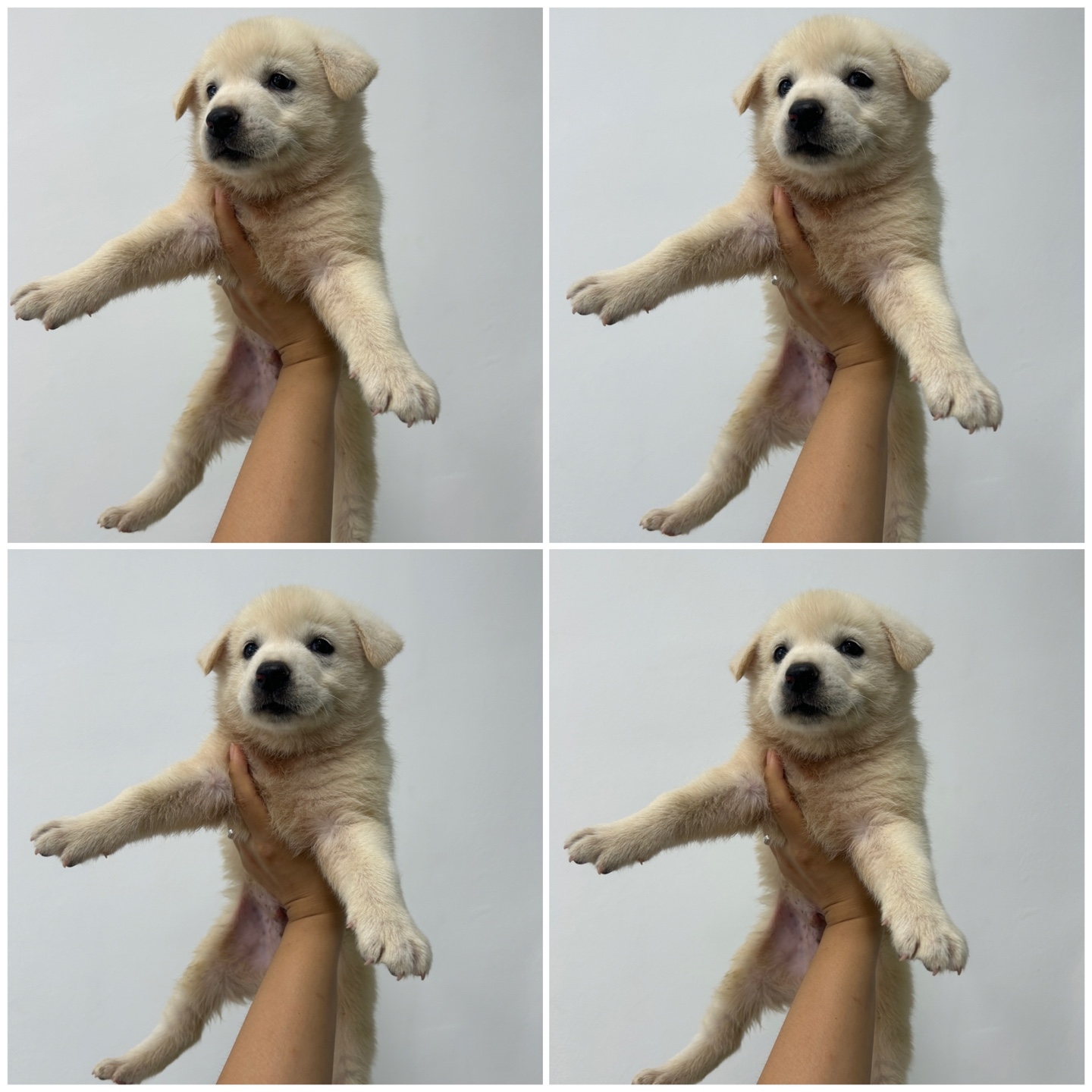 천안시 동물보호센터_444449202401496