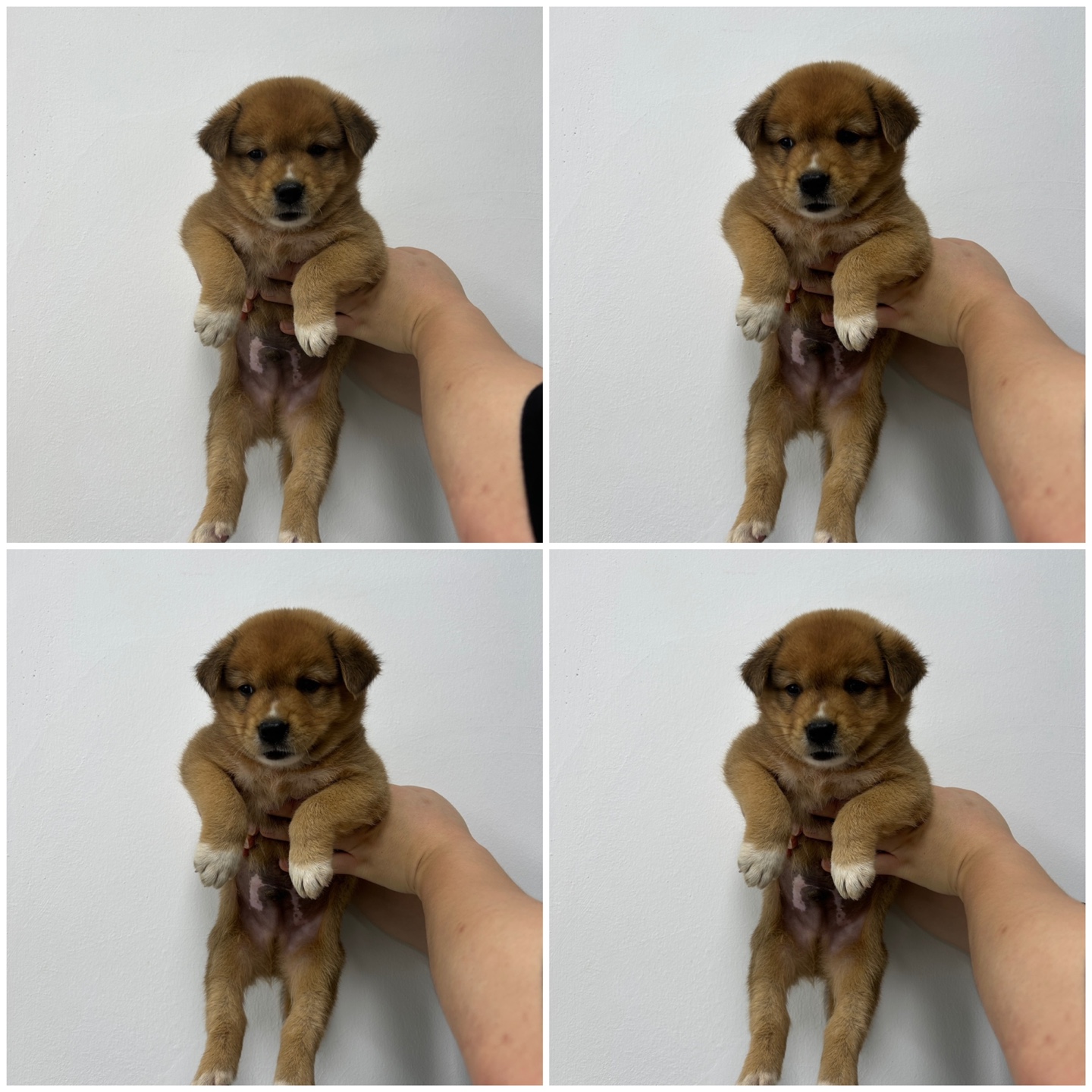 천안시 동물보호센터_444449202401495