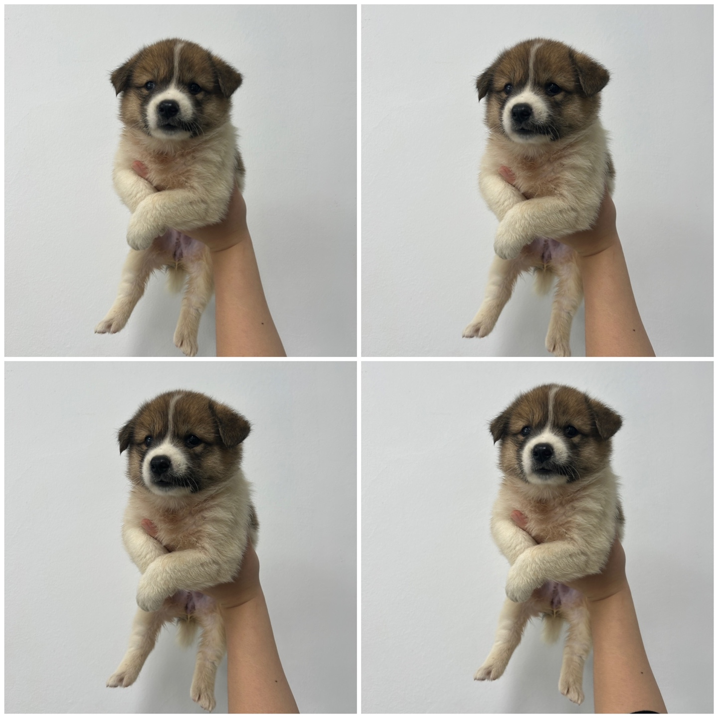 천안시 동물보호센터_444449202401497