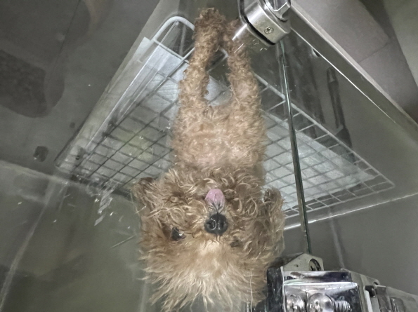 효자동물병원_445464202402303