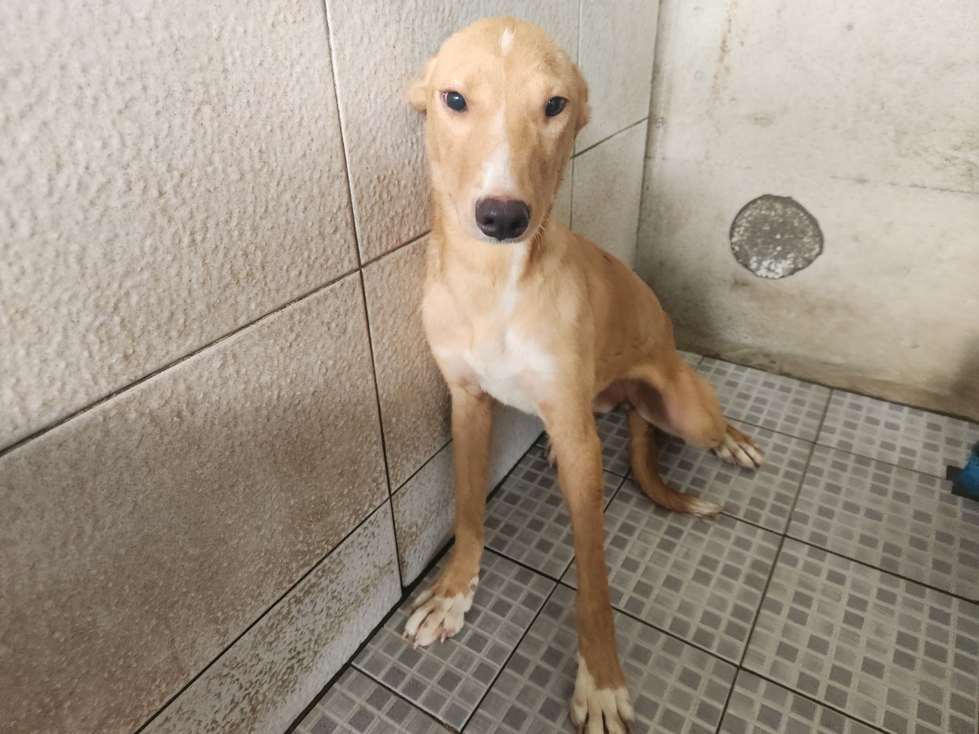 광주 동물보호소_429363202400812