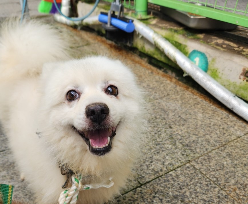 광주 동물보호소_429361202400337
