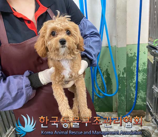 한국동물구조관리협회_411317202400247