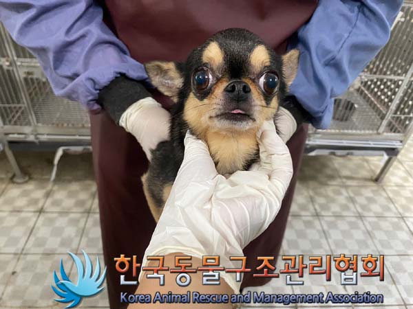 종료(반환) 치와와…