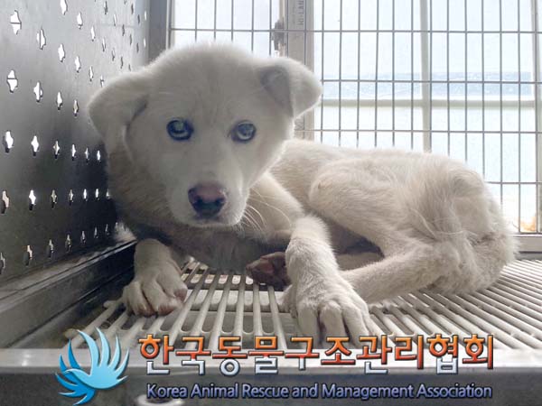 종료(반환) 믹스견…