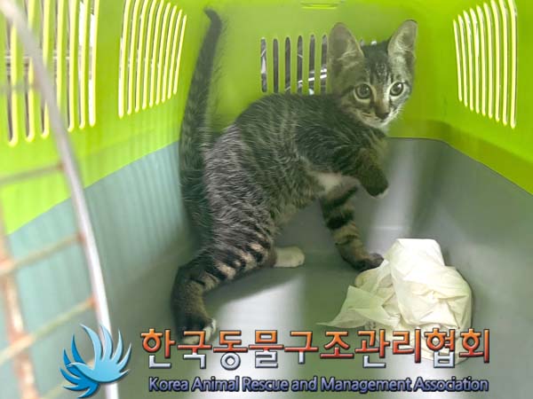 종료(입양) 한국 …
