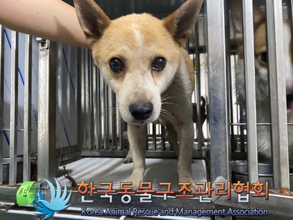 종료(안락사) 믹스…