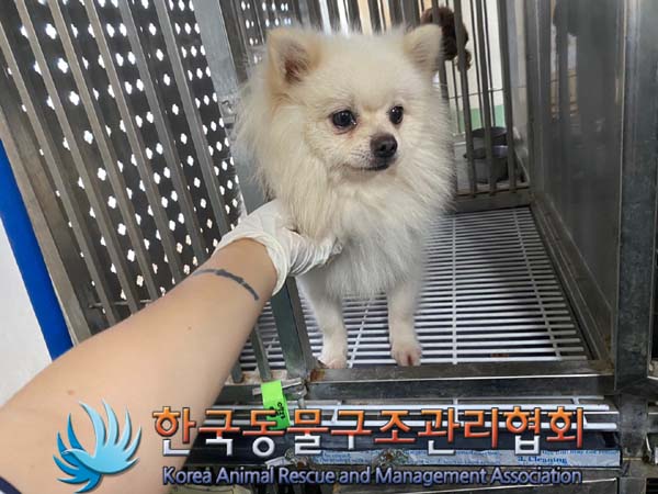 한국동물구조관리협회_441382202400623