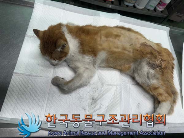 한국동물구조관리협회_411318202400261