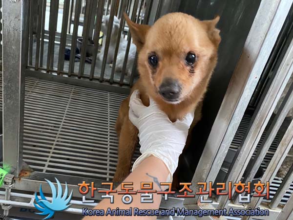한국동물구조관리협회_441559202400843