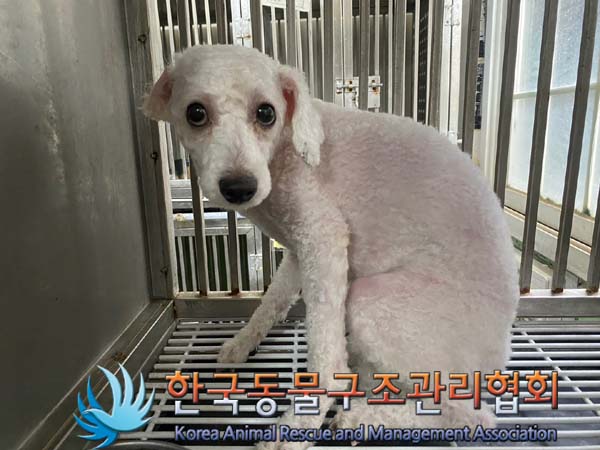 보호중 푸들의 가족…