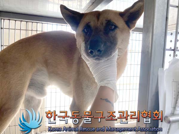 한국동물구조관리협회_441409202401121