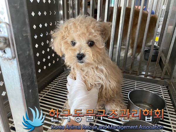 한국동물구조관리협회_441406202401283