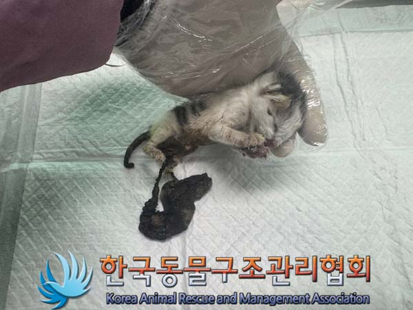 한국동물구조관리협회_441406202401282