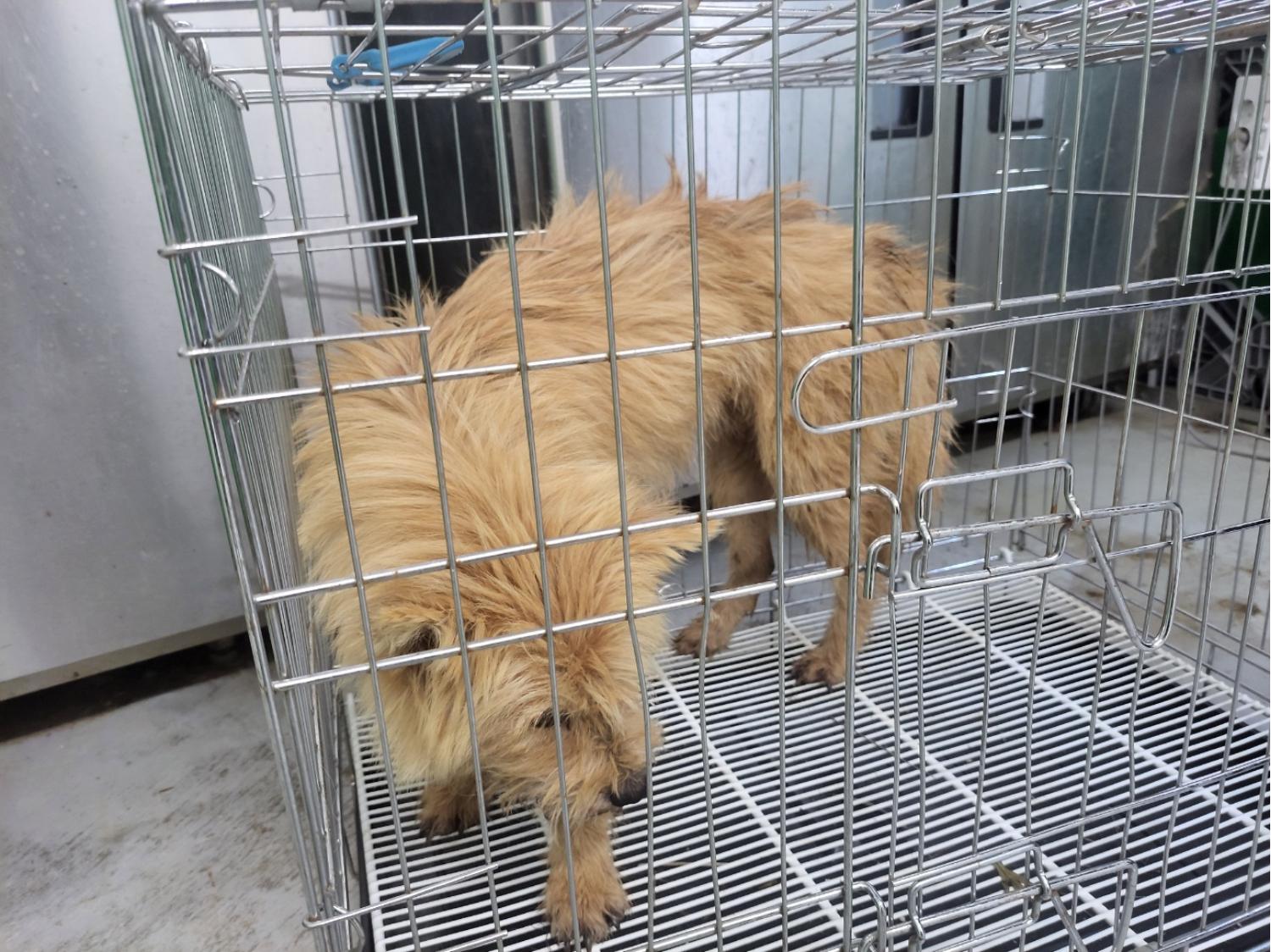 고양시동물보호센터_441394202401598
